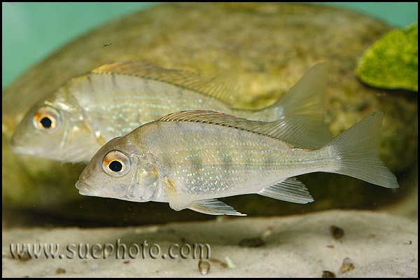 Tylochromis polylepis
